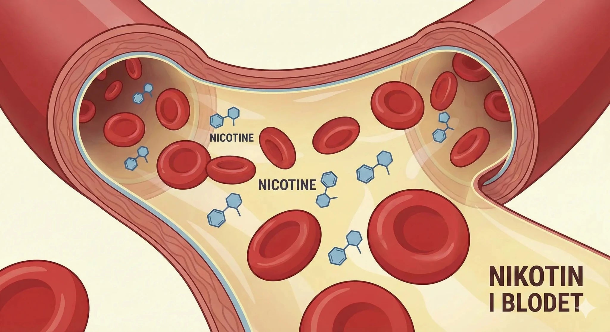 Hur fungerar nikotin i vitt snus? Upptag, effekt och varaktighet - Snusstugan.se